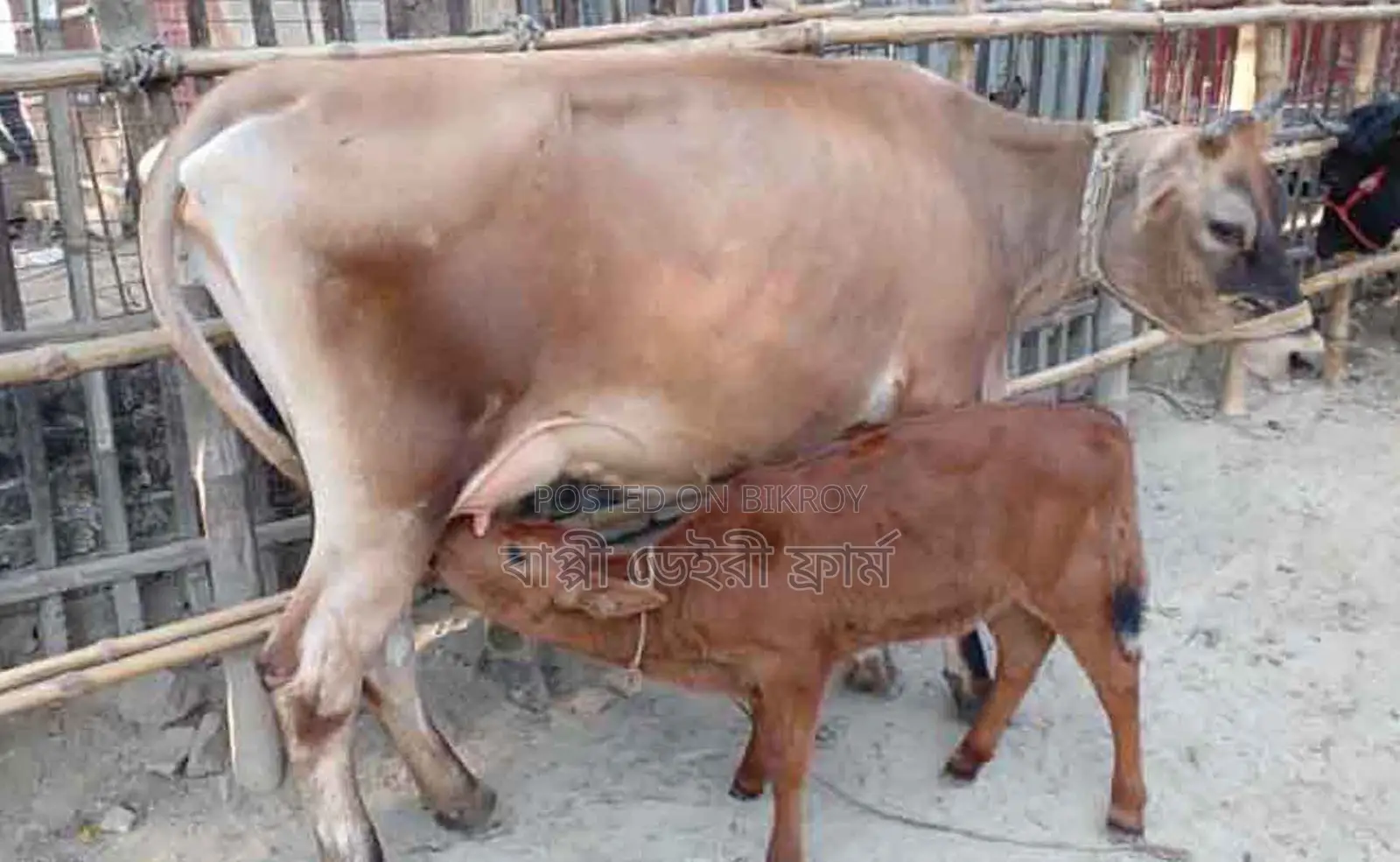 ১৬৭৮নং জার্সি গাভী গরু বিক্রয় হবে।