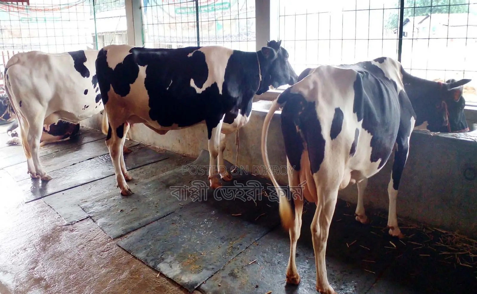 Buy 3 dairy cows no. 1679, will be good for rearing.