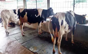 ১৬৭৯নং ৩টি গাভী গরু কিনুন পোষার জন্য ভালো হবে।