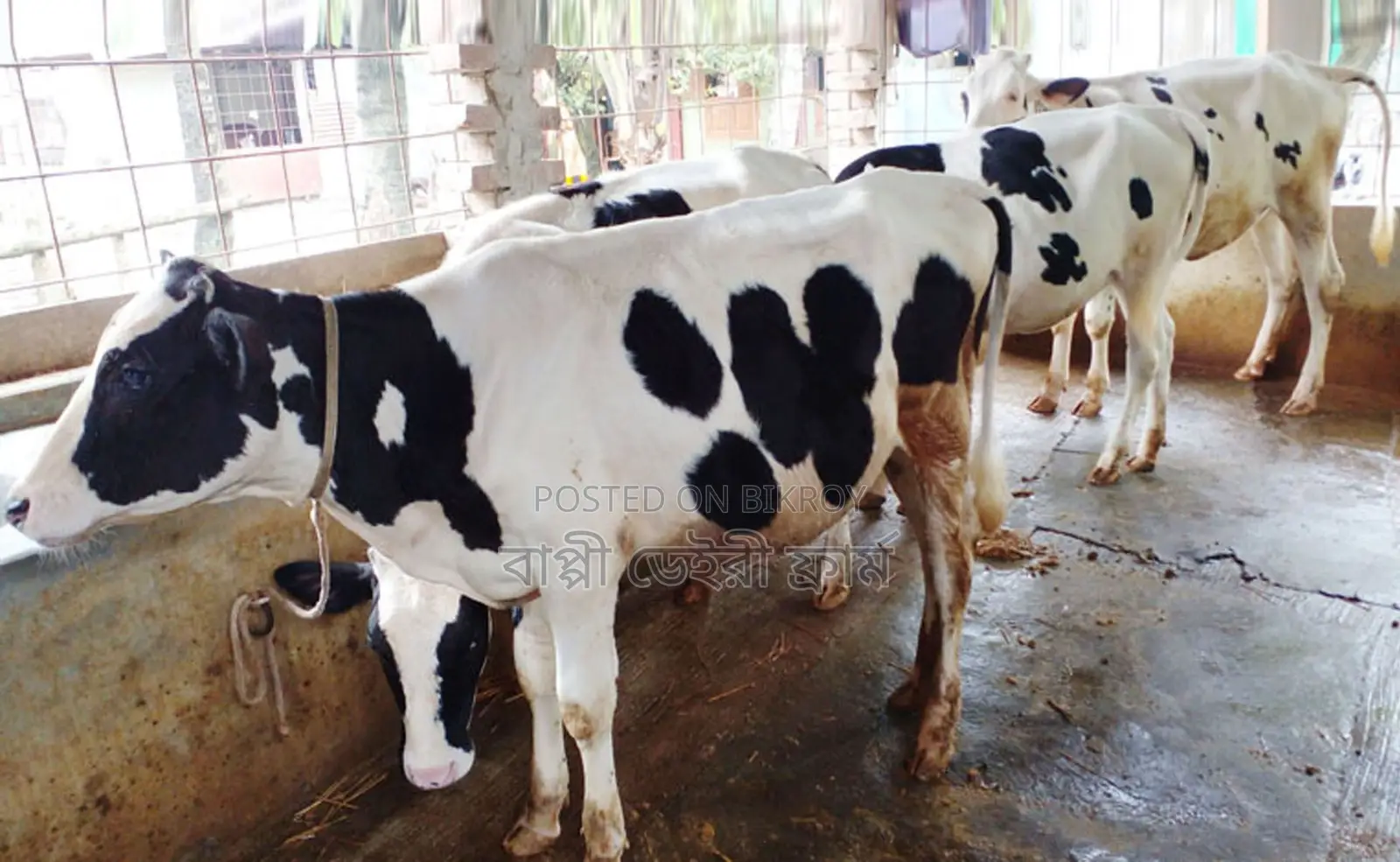 4 improved breed heifers number 1680 will be sold.
