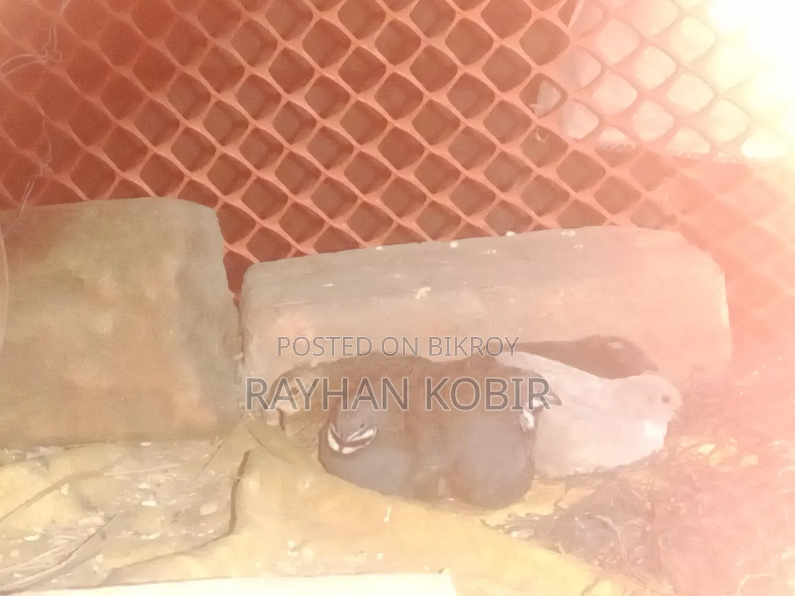 কিং কোয়েল
