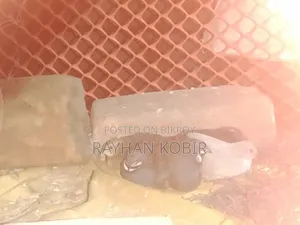 কিং কোয়েল