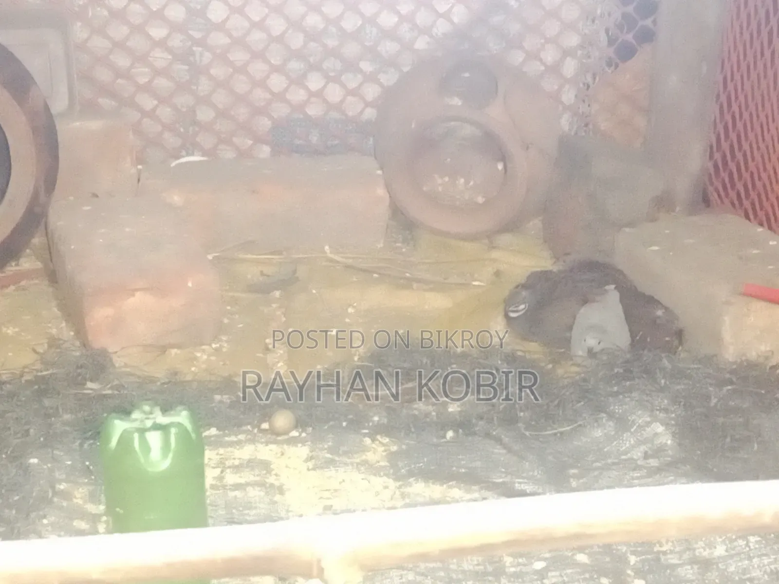 কিং কোয়েল