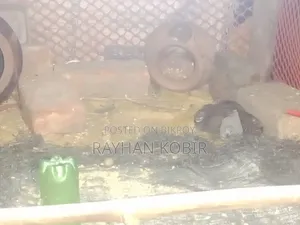 কিং কোয়েল