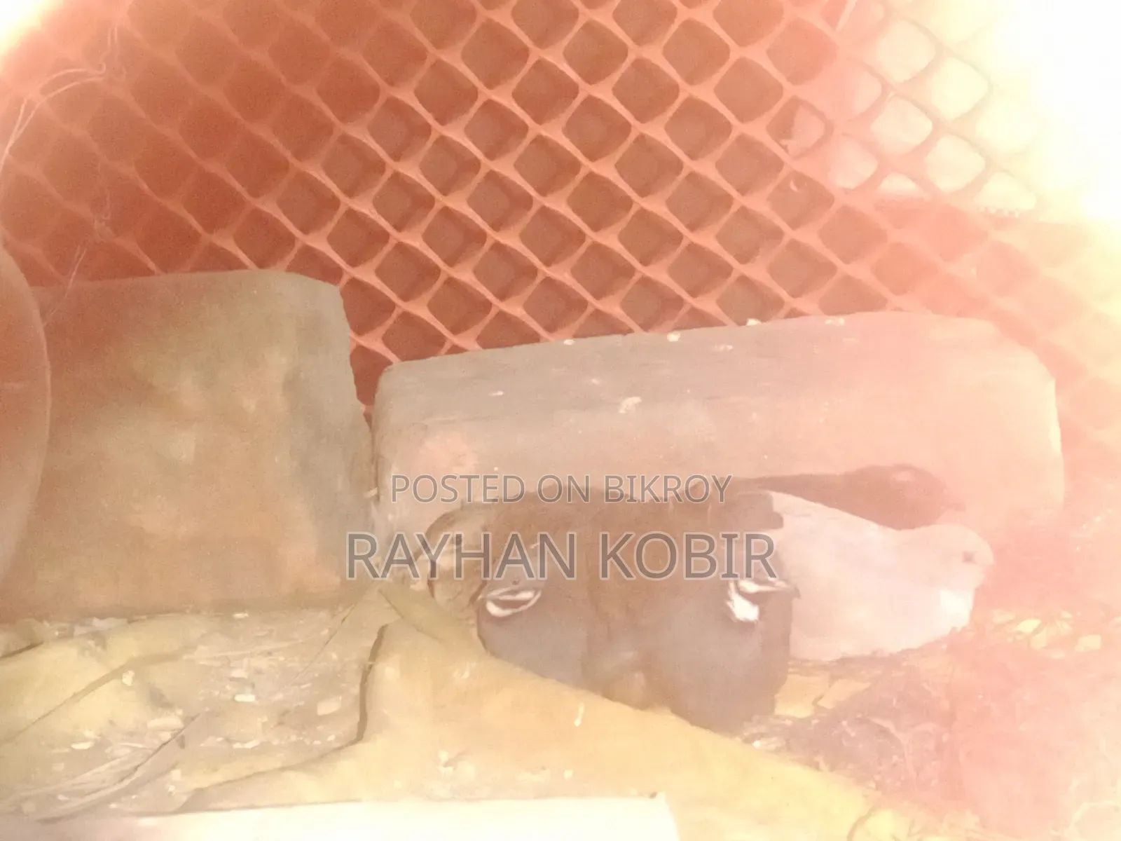 কিং কোয়েল