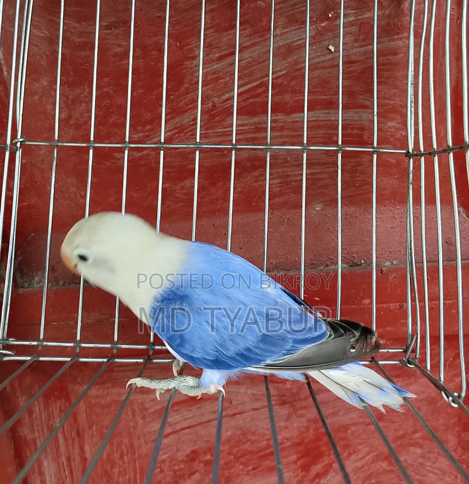 Violet Lovebird
