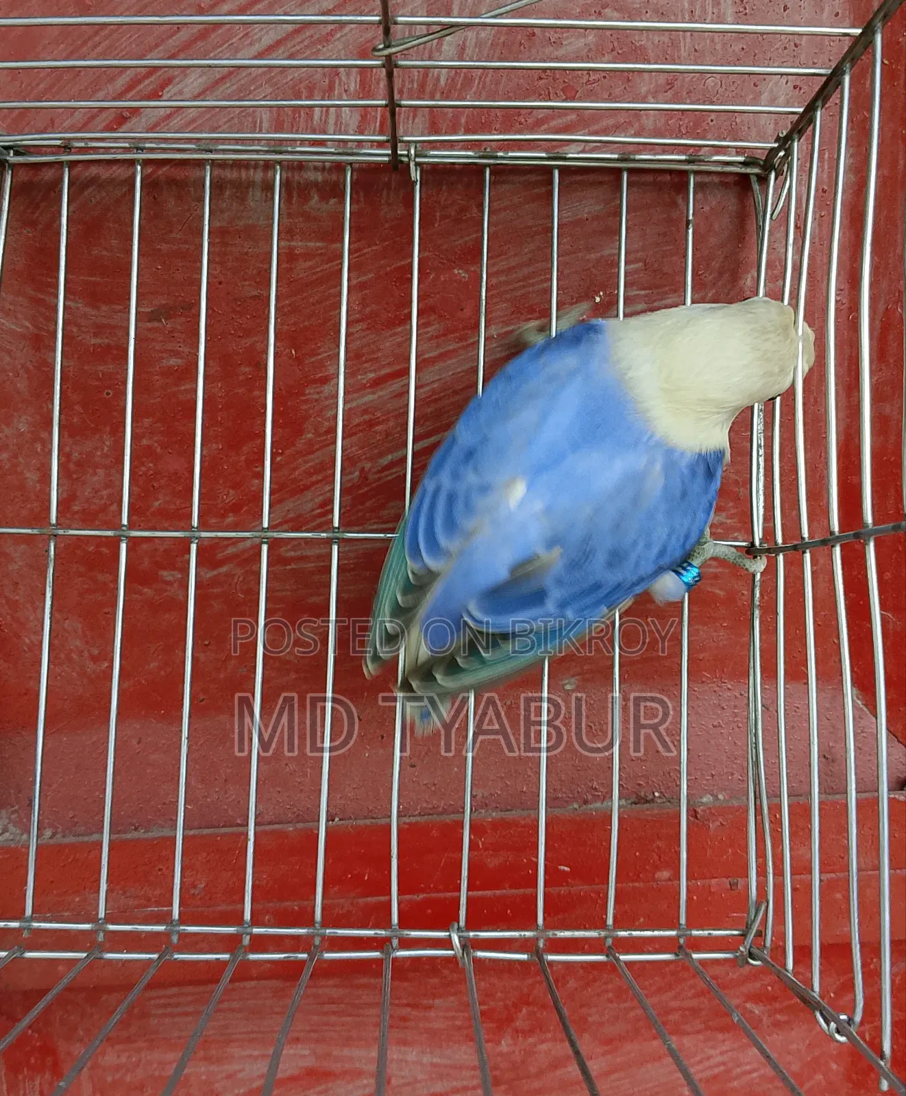 Violet Lovebird