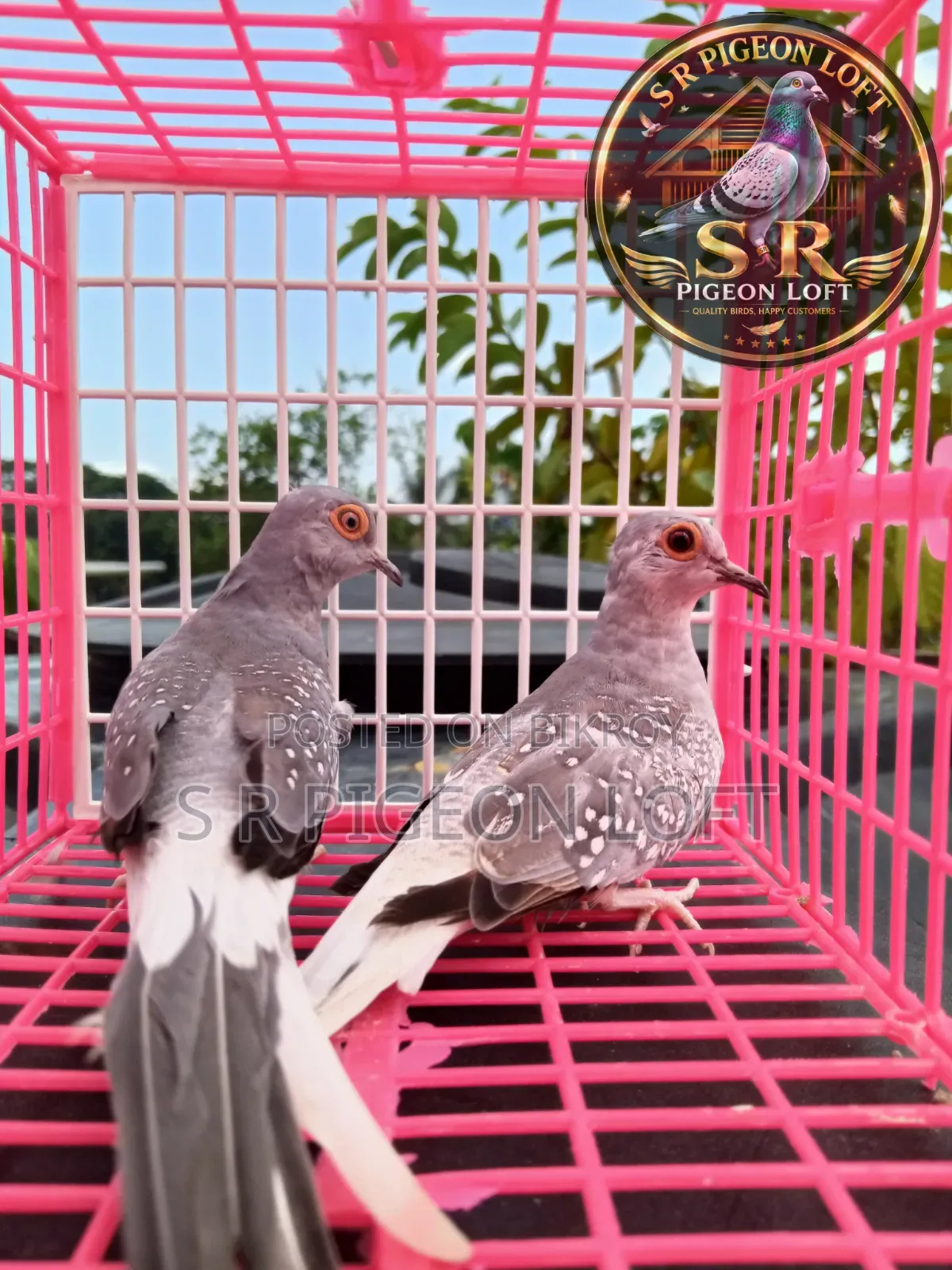 New Adult Silver Diamond Dove