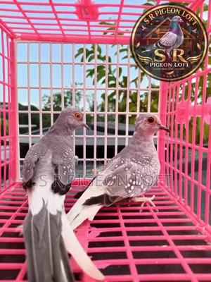 New Adult Silver Diamond Dove