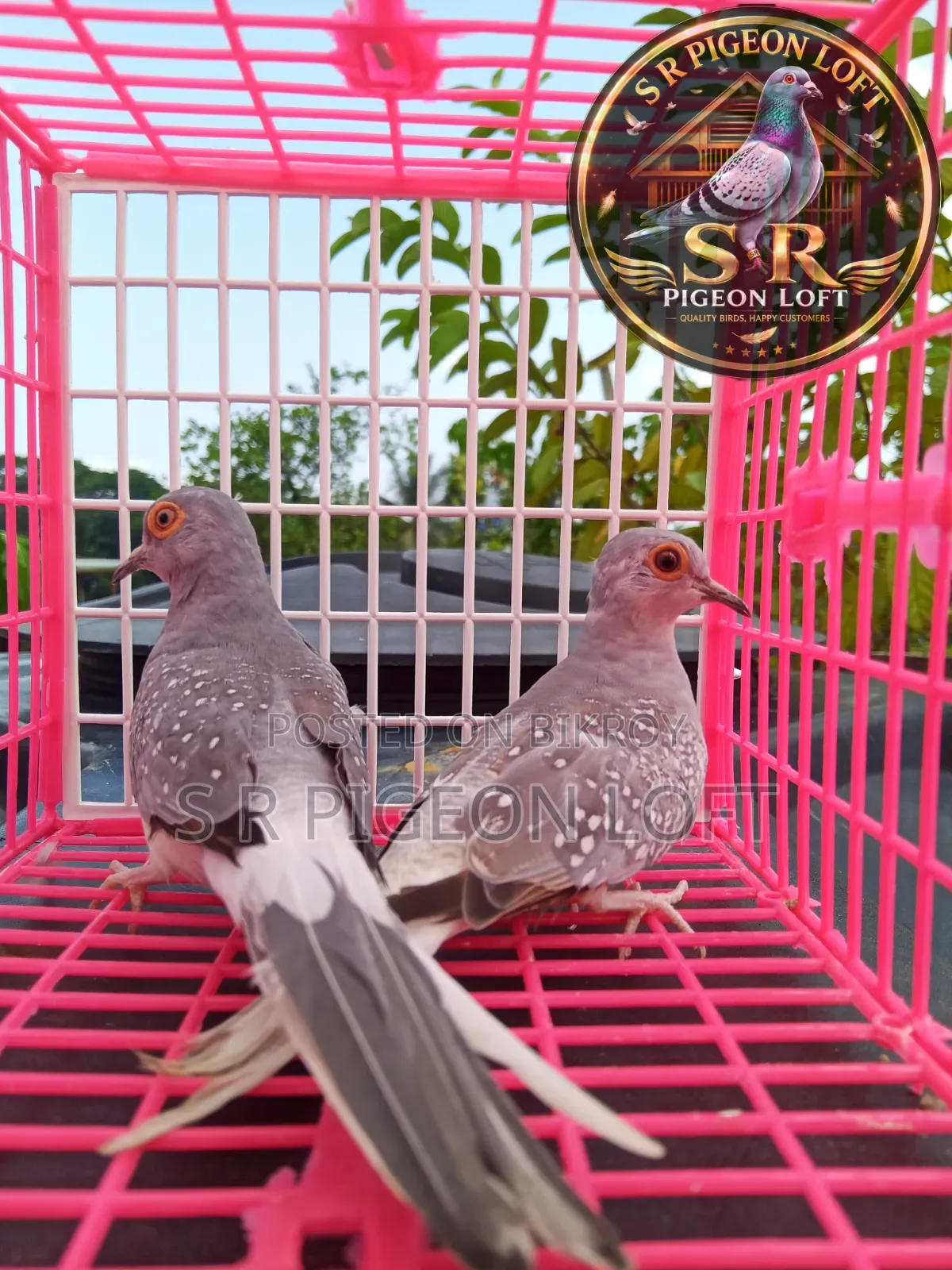 New Adult Silver Diamond Dove