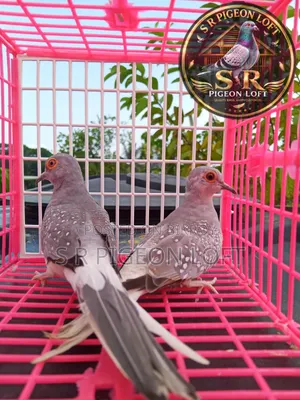 New Adult Silver Diamond Dove