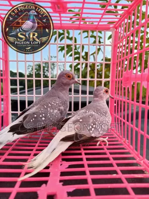 New Adult Silver Diamond Dove