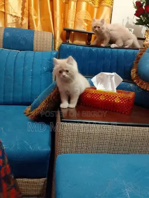 1-3 months Male Purebred Persian