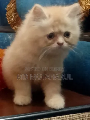 1-3 months Male Purebred Persian