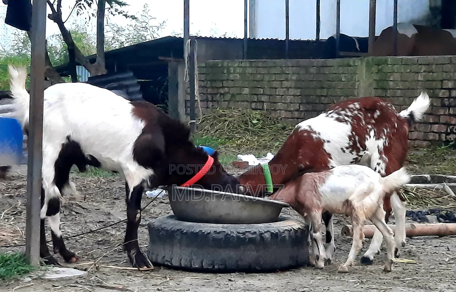 Goat for Sale