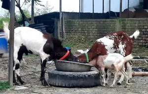 Goat for Sale