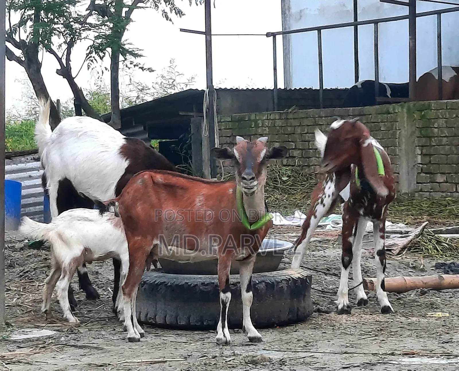 Goat for Sale