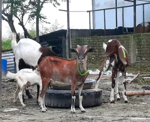 Goat for Sale