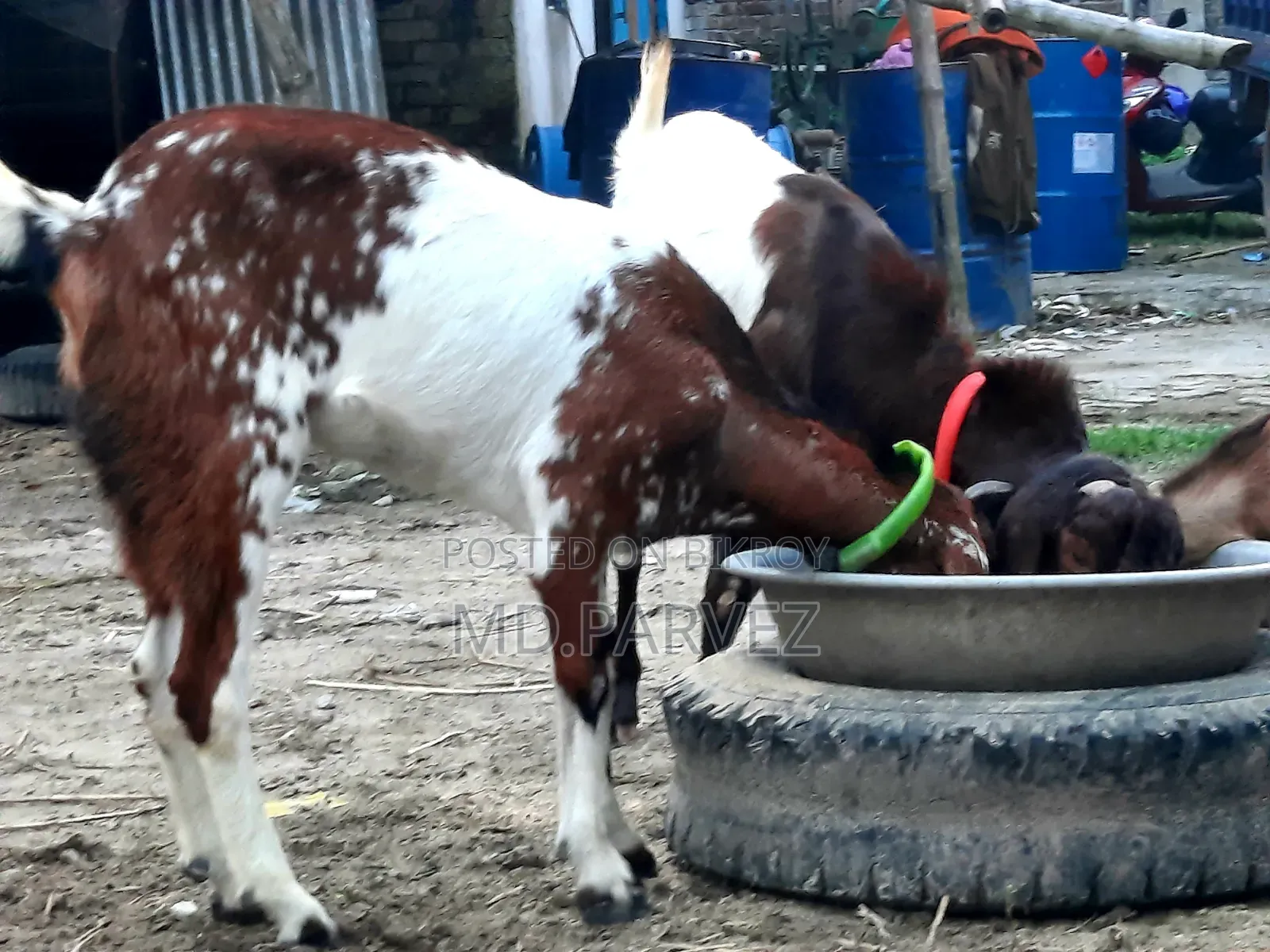 Goat for Sale