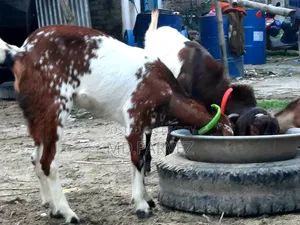 Goat for Sale