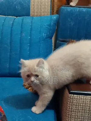 1-3 months Female Purebred Persian