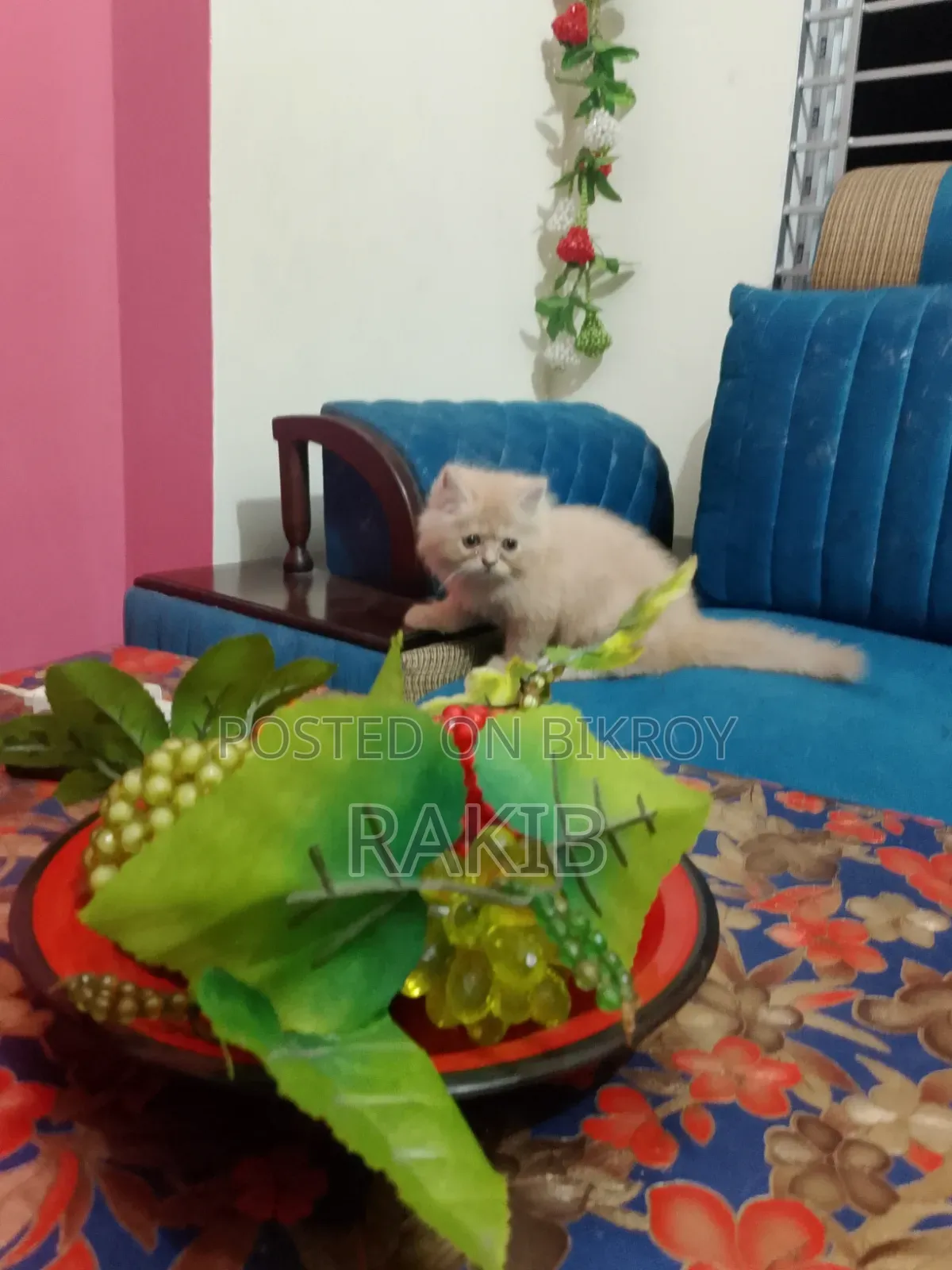 1-3 months Female Purebred Persian