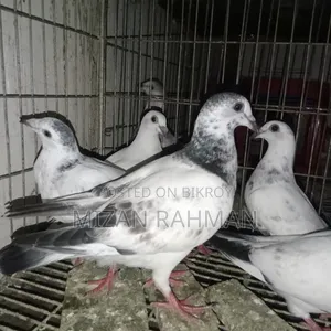 Racer pigeon chicks.