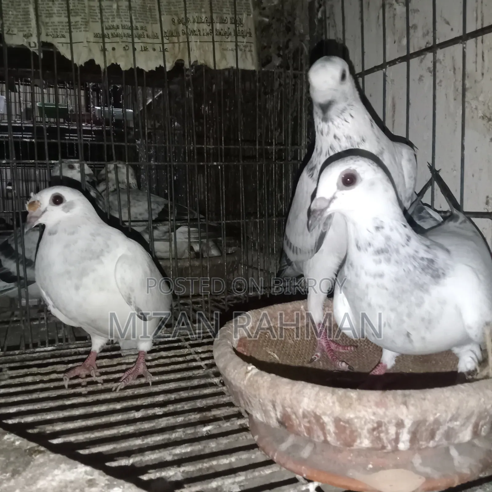 Racer pigeon chicks.