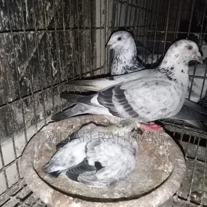 Racer pigeon chicks.