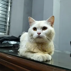 1+ year Male Purebred Persian Cat
