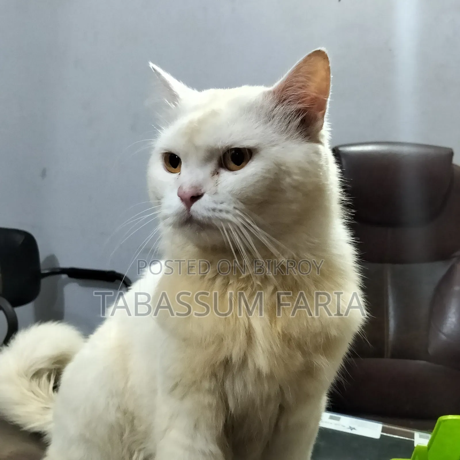 1+ year Male Purebred Persian Cat
