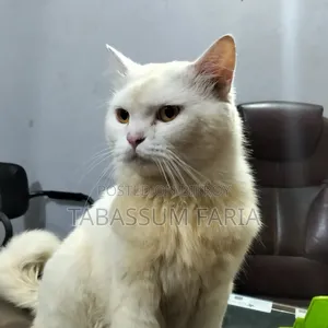 1+ year Male Purebred Persian Cat