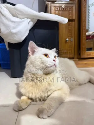 1+ year Male Purebred Persian Cat