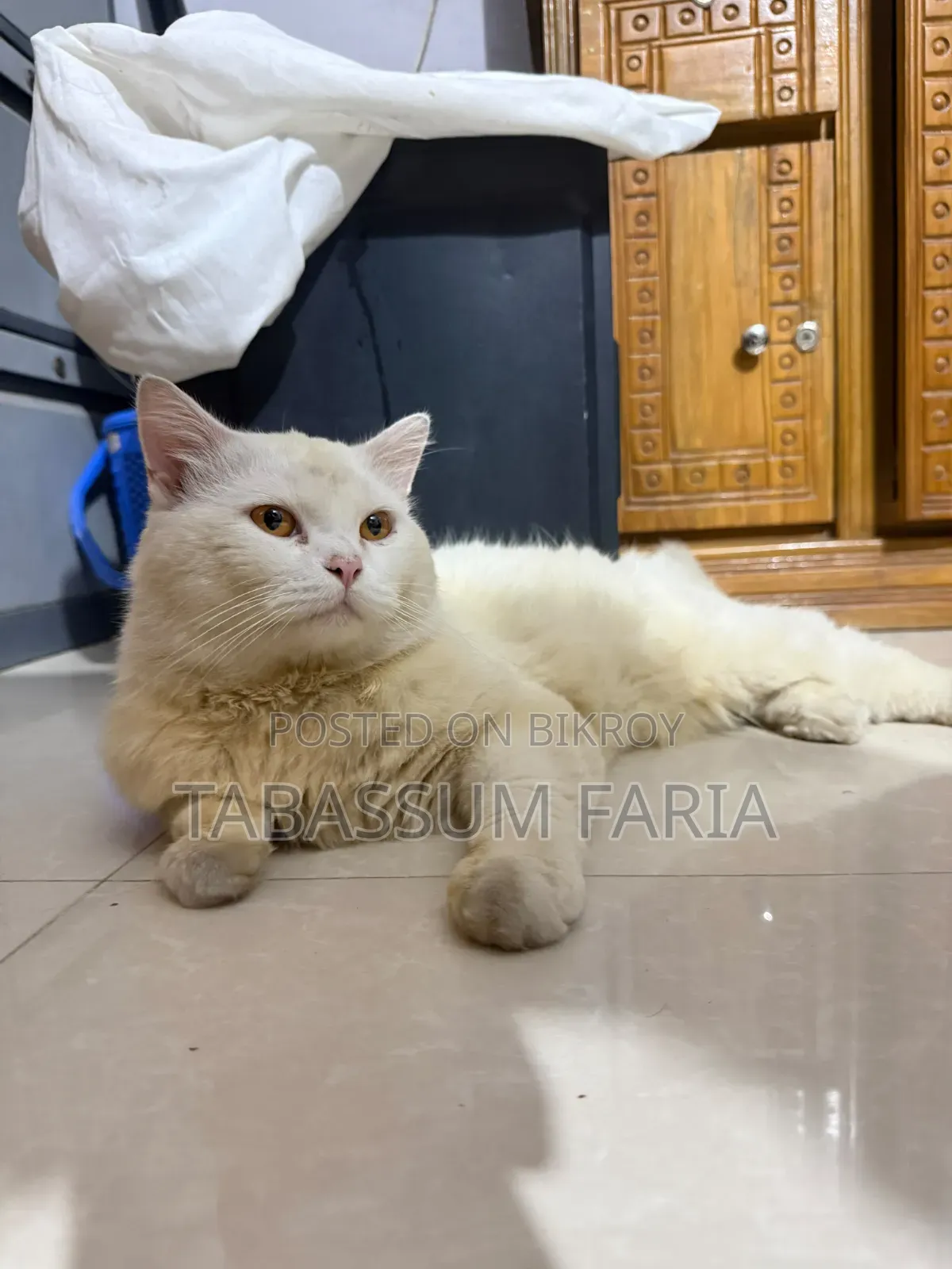 1+ year Male Purebred Persian Cat
