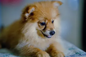 1-3 months Male Purebred Pomeranian