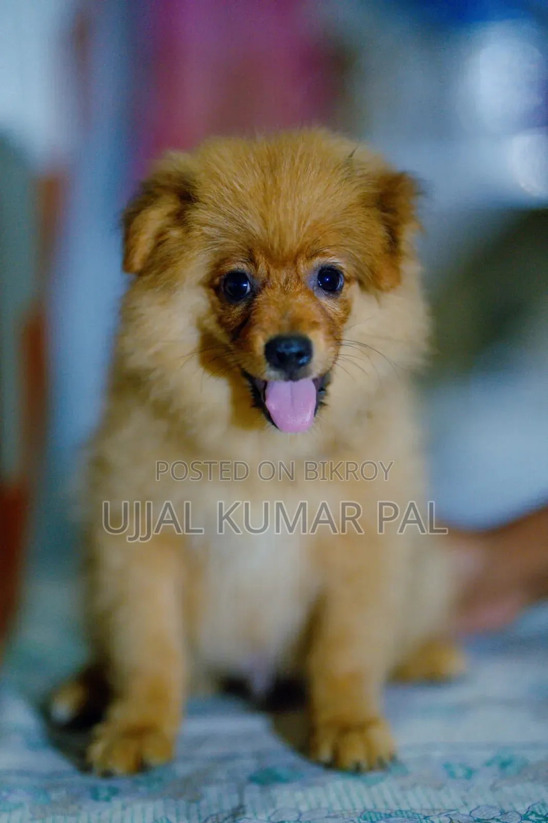 1-3 months Male Purebred Pomeranian