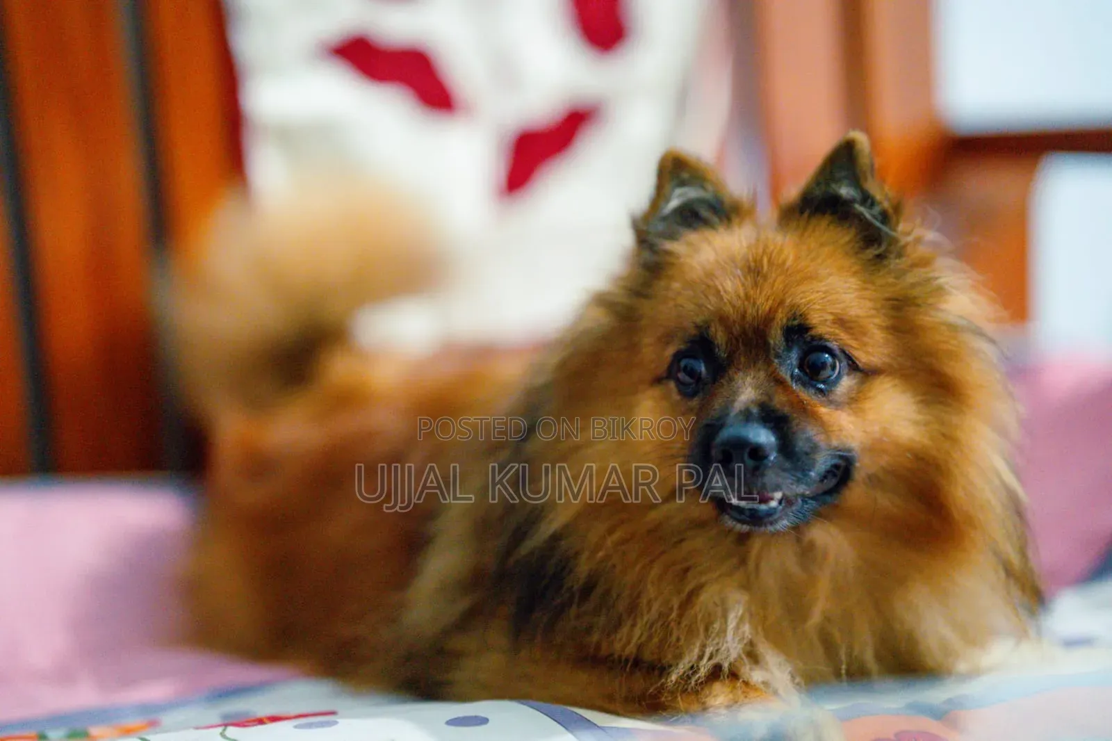 1-3 months Male Purebred Pomeranian