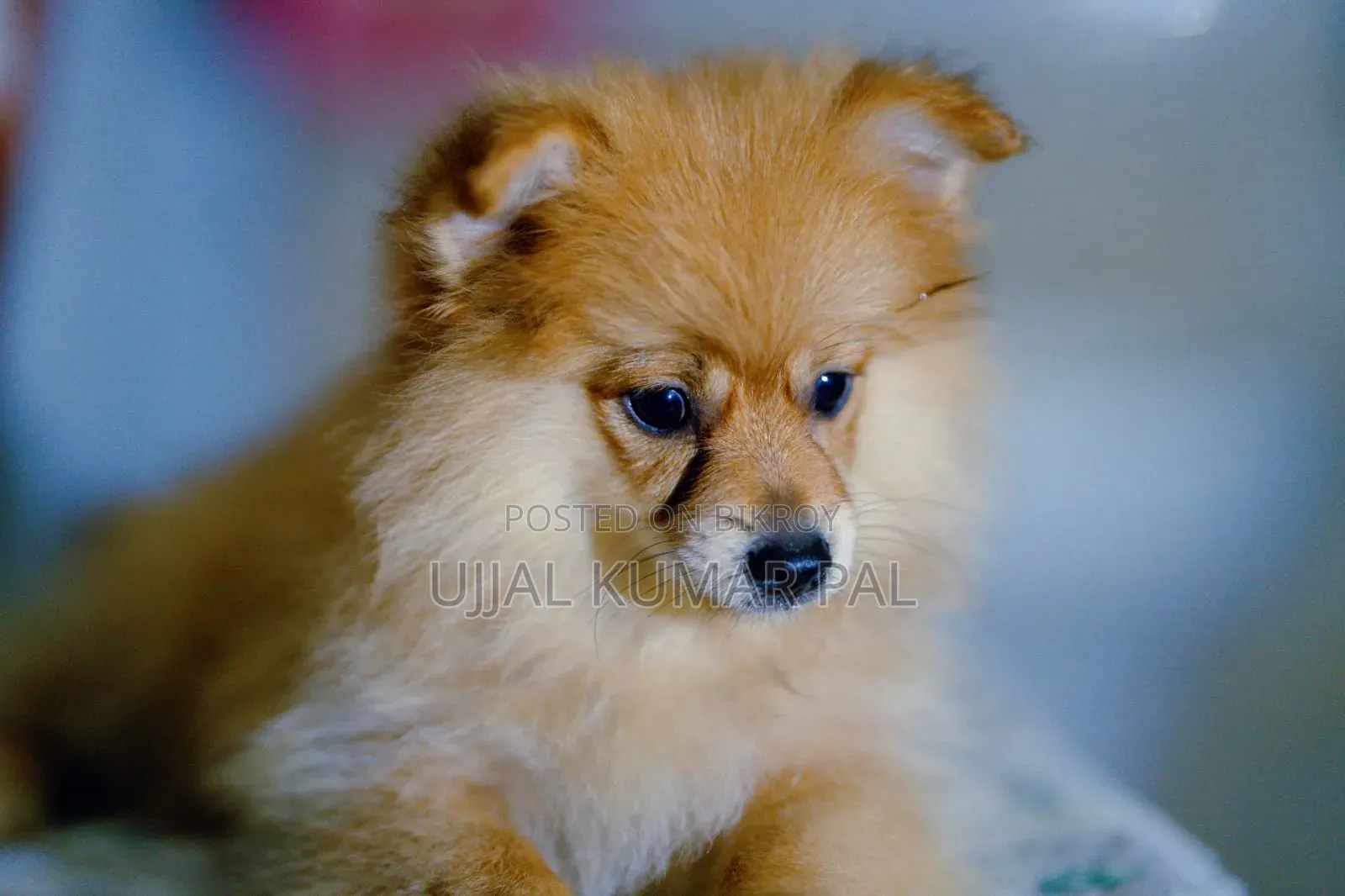 1-3 months Male Purebred Pomeranian