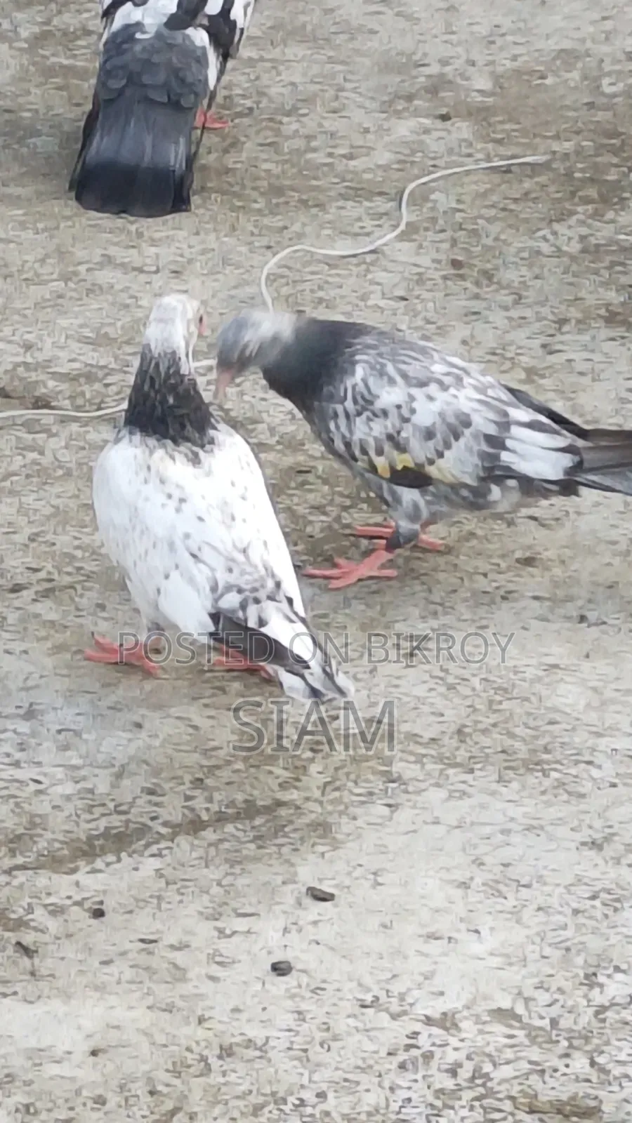 White Golden Baby Pair