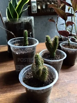 ঘরের ভেতর রাখার গাছ বিক্রির জন্য