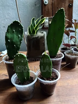Indoor Plants for Sale