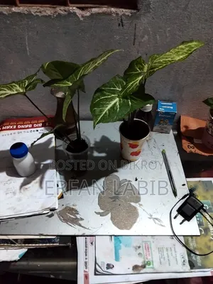 Indoor Plants for Sale