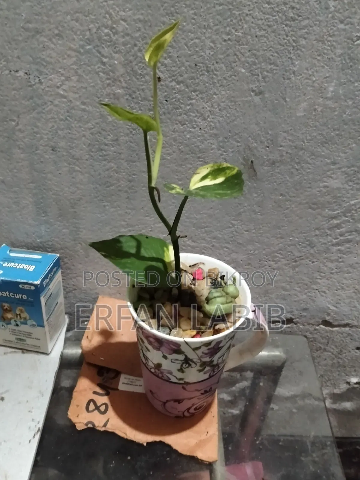 Indoor Plants for Sale