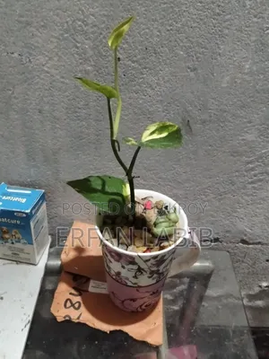 Indoor Plants for Sale