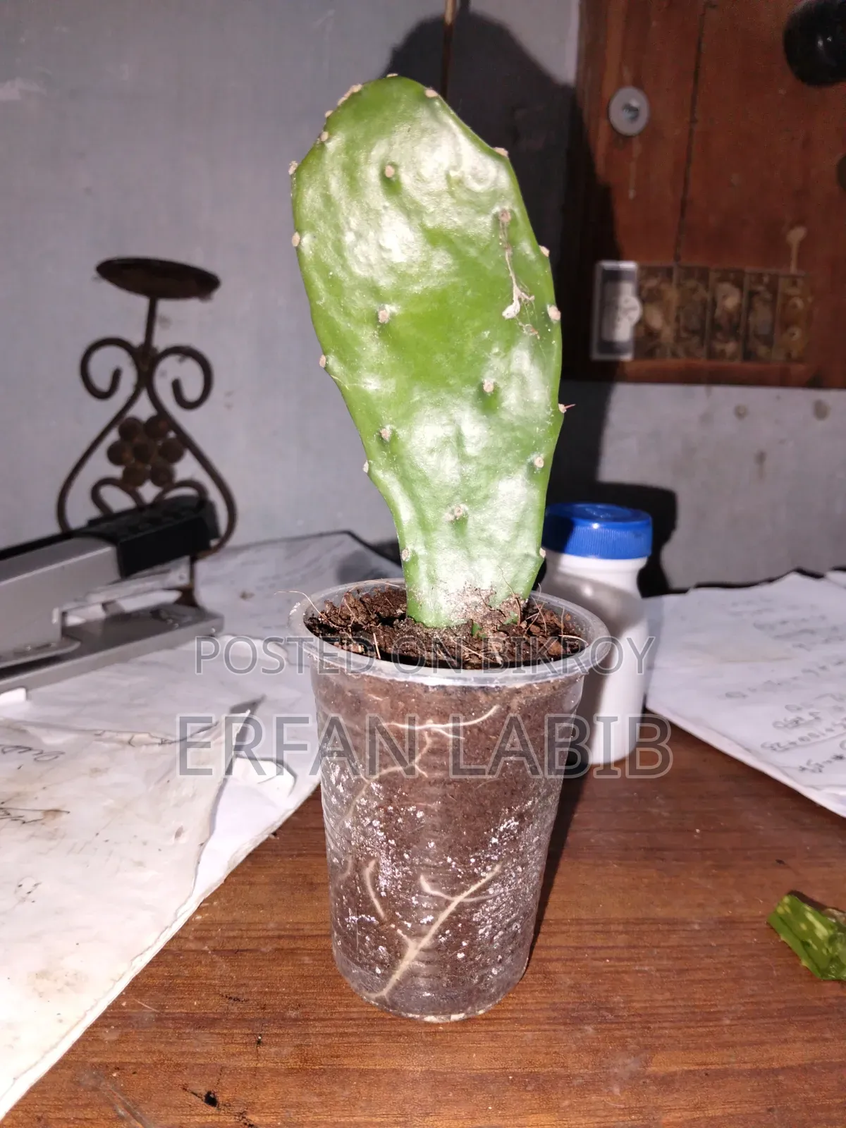 Indoor Plants for Sale