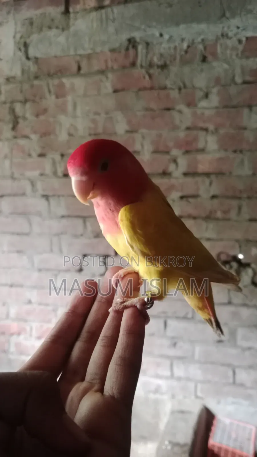Super Tame Love Bird Female