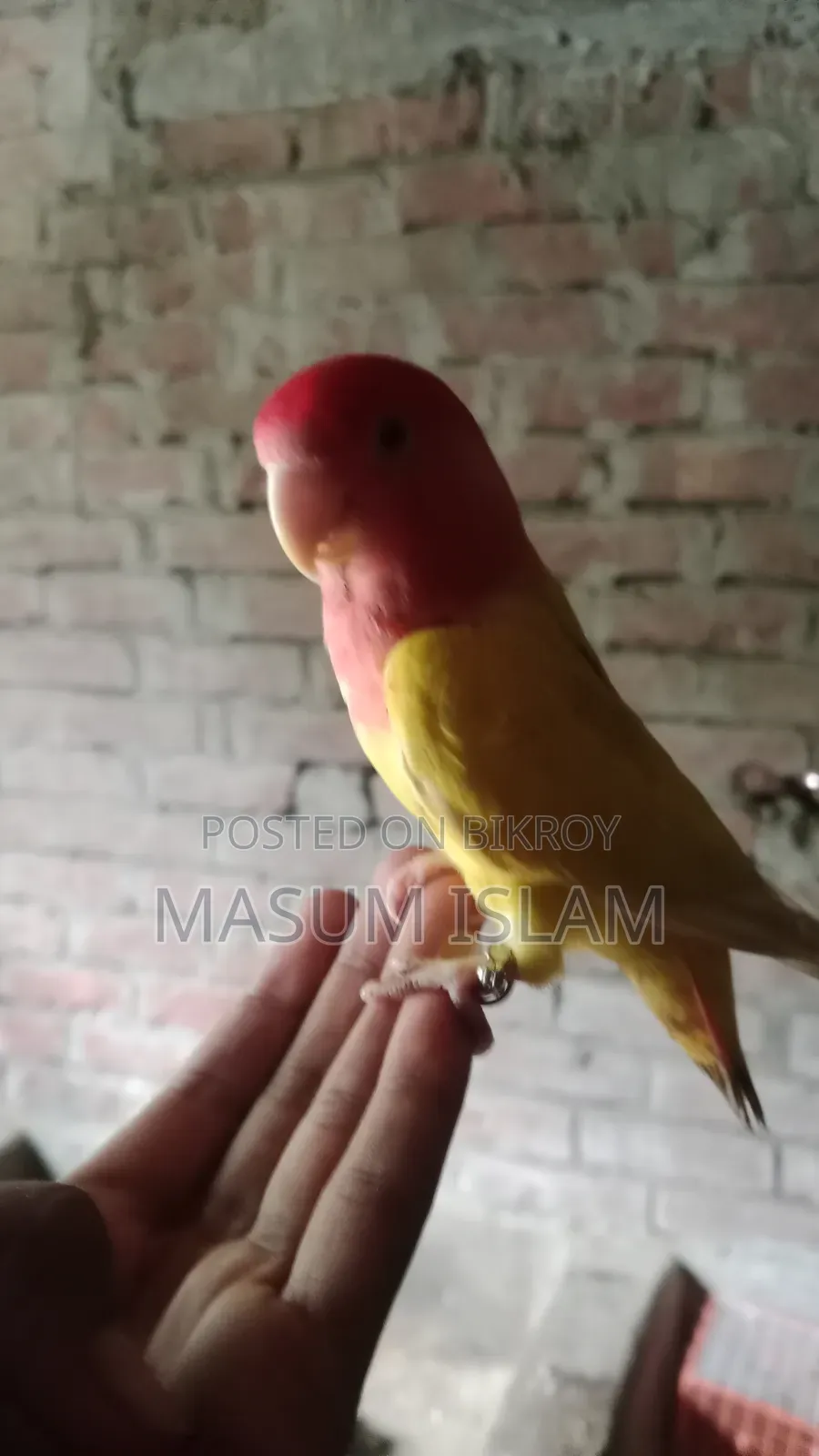 Super Tame Love Bird Female