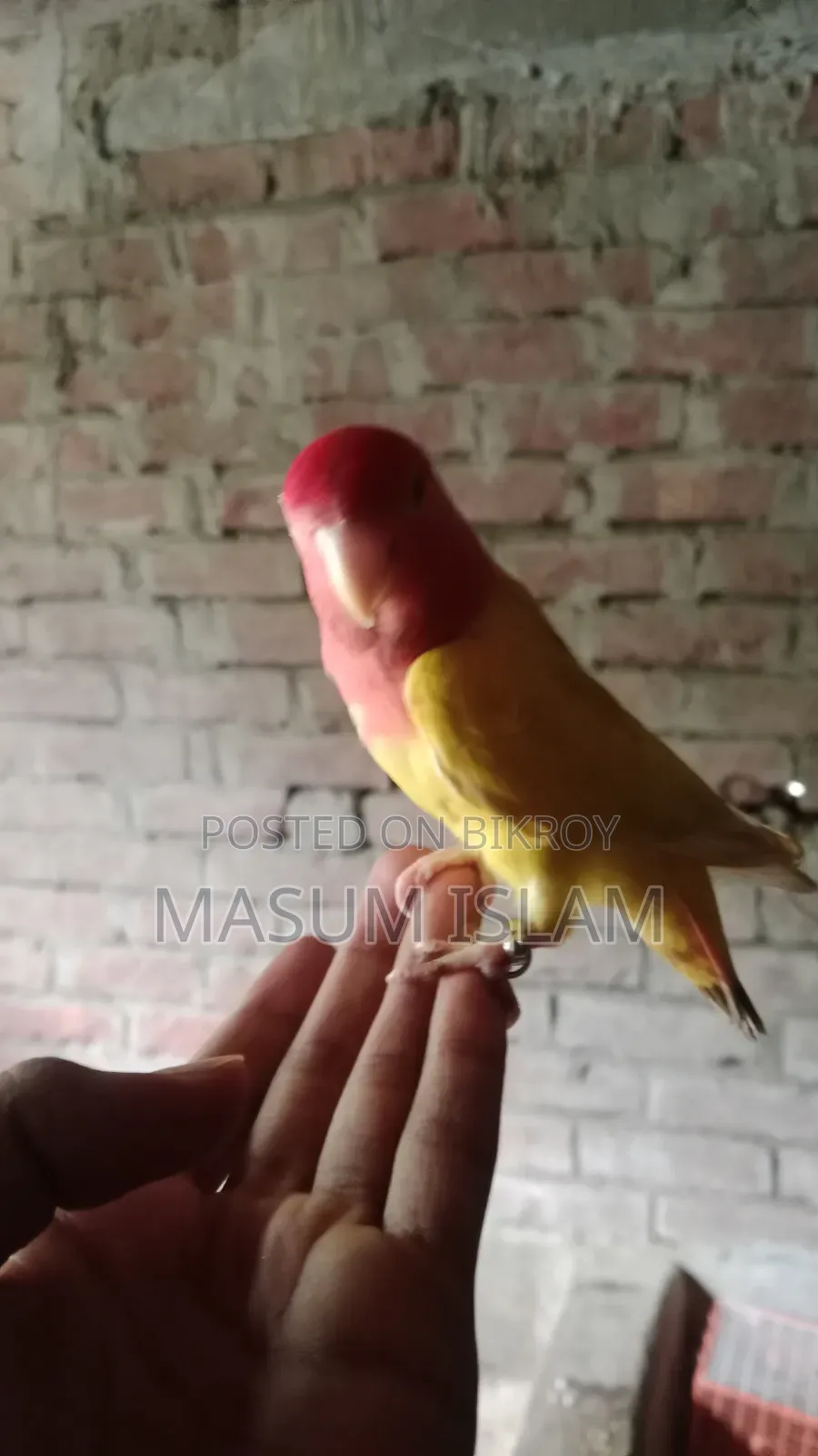 Super Tame Love Bird Female