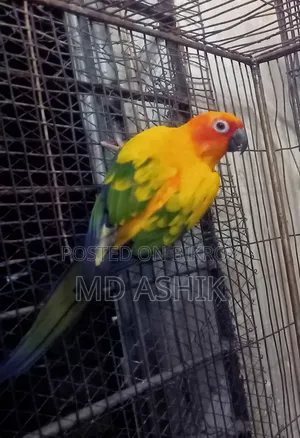 Sun Conure Breeding Female
