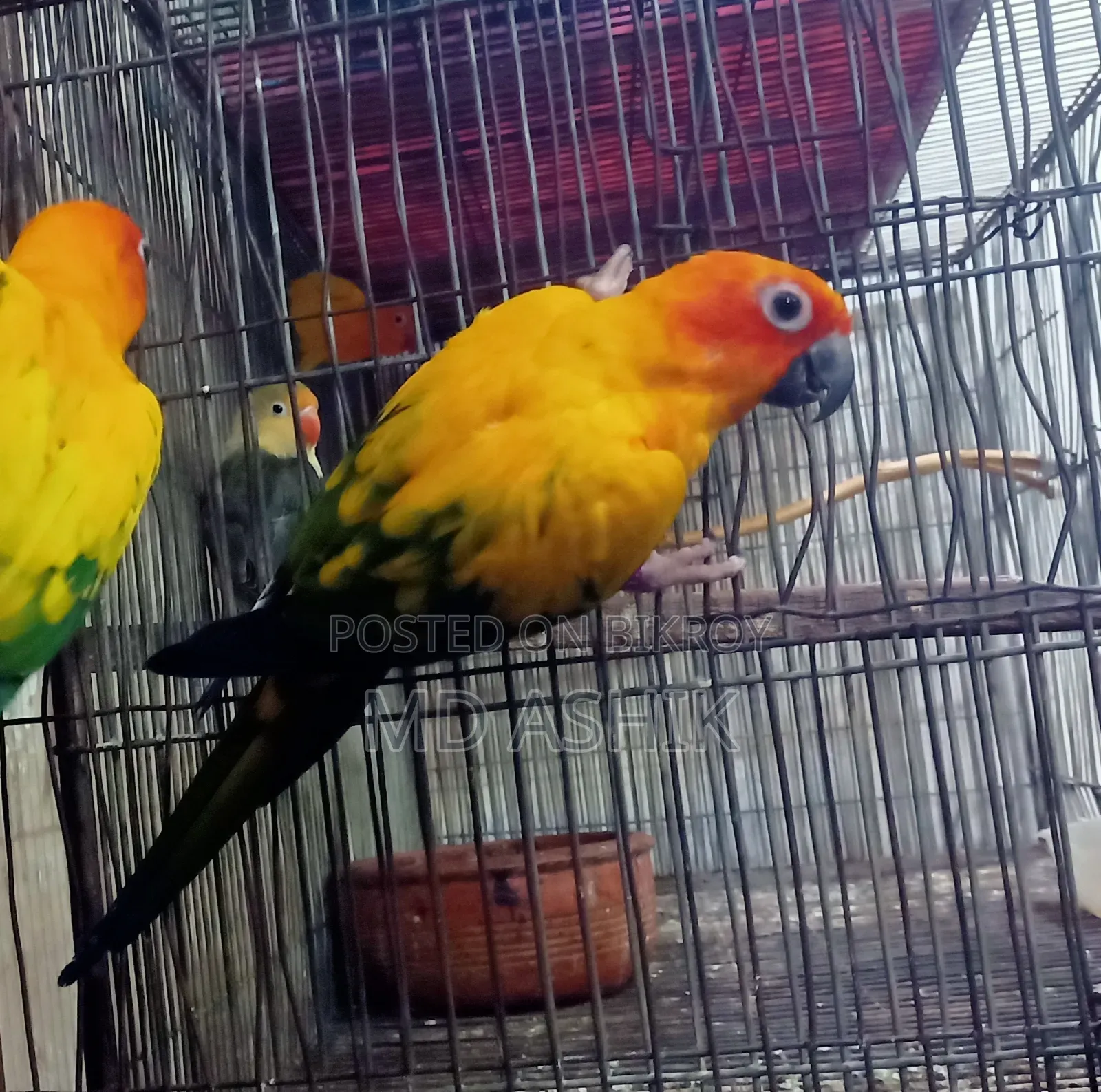 Sun Conure Breeding Female
